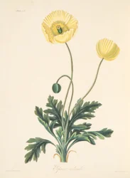 Papavero a stelo nudo, da Illustrazioni floreali delle stagioni, pub. 1829